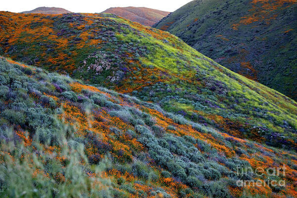 Superbloom Poster featuring the photograph Spring Superbloom by Erin Marie Davis