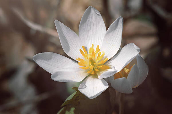 Spring Poster featuring the photograph Spring Wildflower by Scott Norris