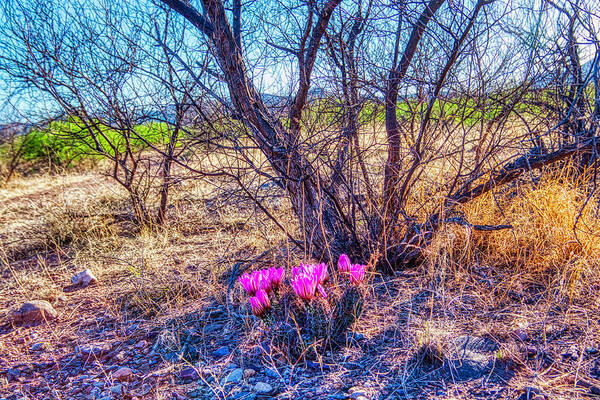 Springtine Poster featuring the photograph Springtime in Arizona by Tatiana Travelways