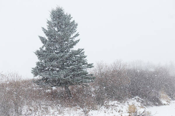 Snow Poster featuring the photograph Spruce tree on a snowy day by Karen Rispin