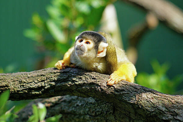 Squirrel Monkey Poster featuring the photograph Squirrel Monkey, Mogo Zoo by Rajan Lakule