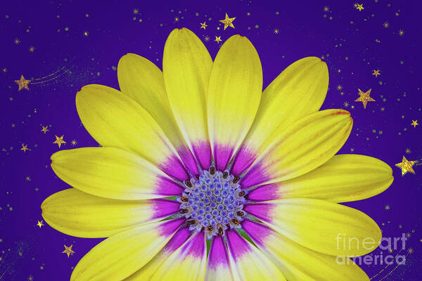 Flower Poster featuring the photograph Starry Flower by Mimi Ditchie