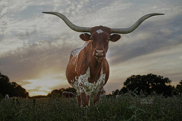Texas Poster featuring the photograph Sterling, the longhorn cow by Cathy Valle