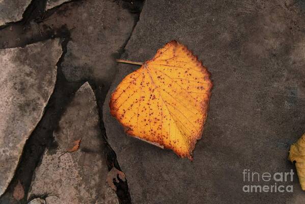 Nature Poster featuring the photograph Still Life Autumn Leaf by Leonida Arte