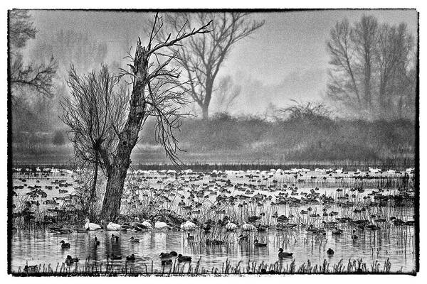 Snow Geese Poster featuring the photograph Stillness by Tom Kelly