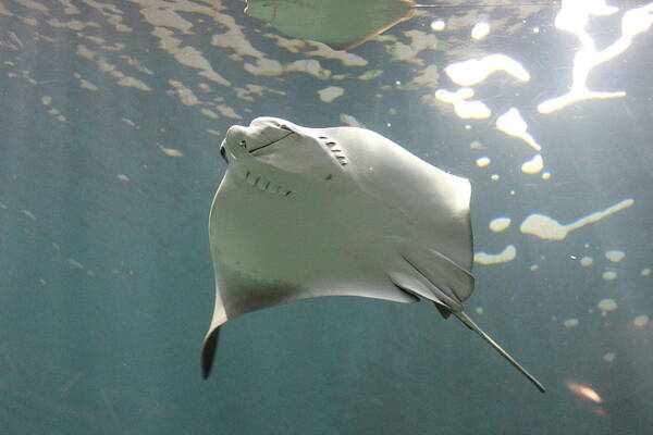 Stingray Poster featuring the photograph Stingray by Callen Harty