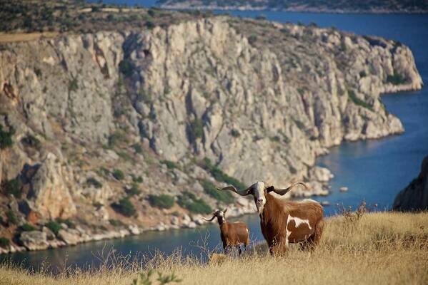 Boeotia Poster featuring the photograph Stray goats in Boeotia, Greece by Sean Hannon