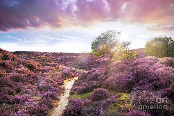 Heather Poster featuring the photograph Stunning purple heather landscape at sunrise in Roydon by Simon Bratt