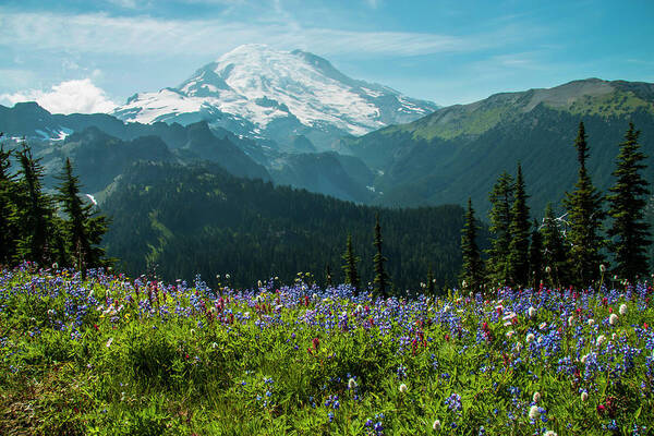 Mount Rainier National Park Poster featuring the photograph Stunning View - Landscape by Doug Scrima