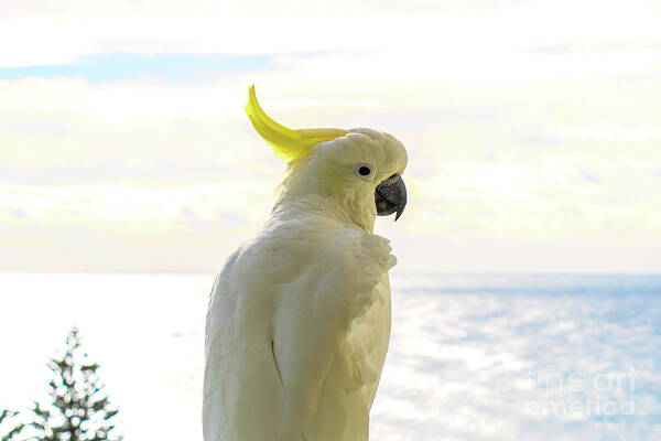 Cockatoo Poster featuring the photograph Sulpher Crested Sunset by Jennifer Jenson