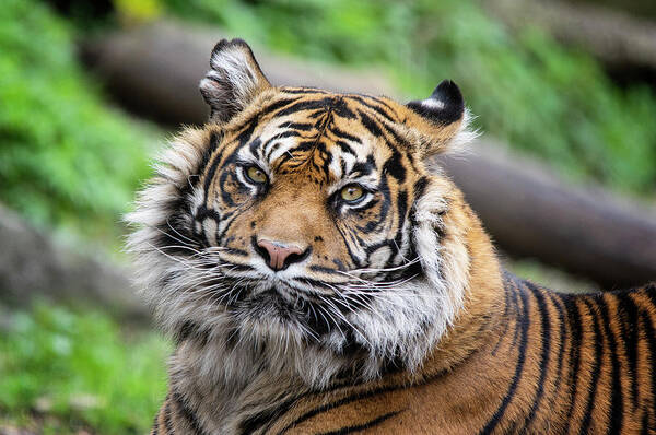 Tiger Poster featuring the photograph Sumatran Tigress Daseep by Gareth Parkes