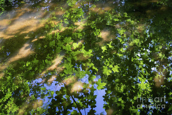 Reflection Poster featuring the photograph Summer dream and reflection of maple leaves by Adriana Mueller