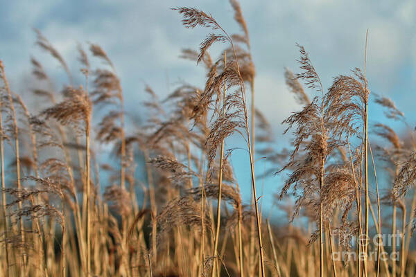 Nature Poster featuring the photograph Summer Pond Grasses by Stephen Melia