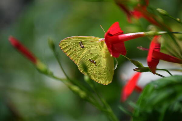 Butterfly Poster featuring the photograph Summer yellow bliss by Kim Galluzzo