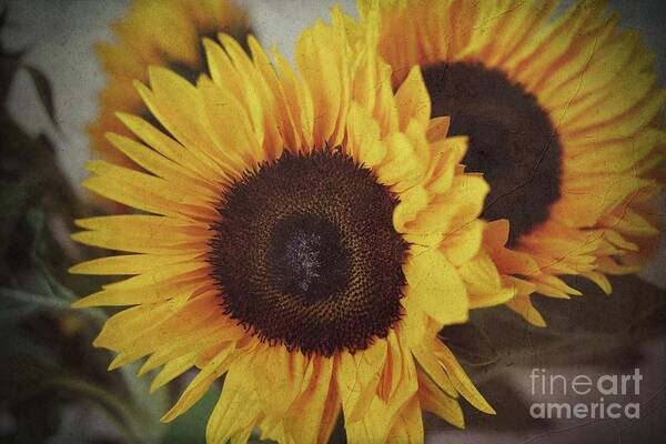 Sunflower Poster featuring the photograph Sunflower 2 by Claudia Zahnd-Prezioso