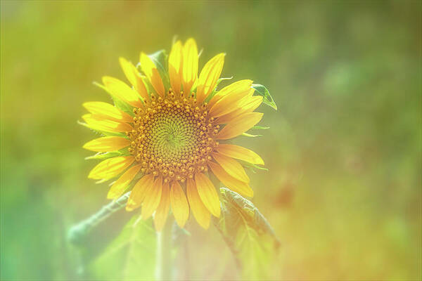 Sunflower Poster featuring the photograph Sunflower Artistic-3 by John Kirkland
