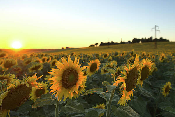 Sunflower Poster featuring the photograph Sunflower field sunset by Sean Hannon