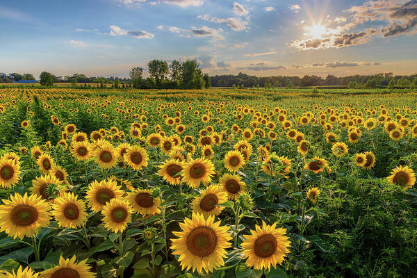 Sunflowers At Sunset Poster featuring the photograph Sunflowers and Sun by Rod Best