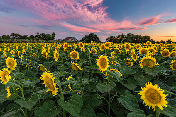 Bees Poster featuring the photograph Sunflowers at Sunset by Don Hoekwater Photography