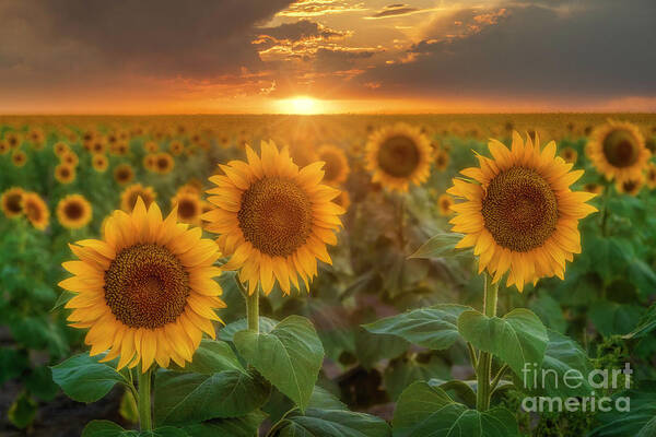 Sunflowers Poster featuring the photograph Sunflowers Fields at Sunset with sunrays in background by Ronda Kimbrow