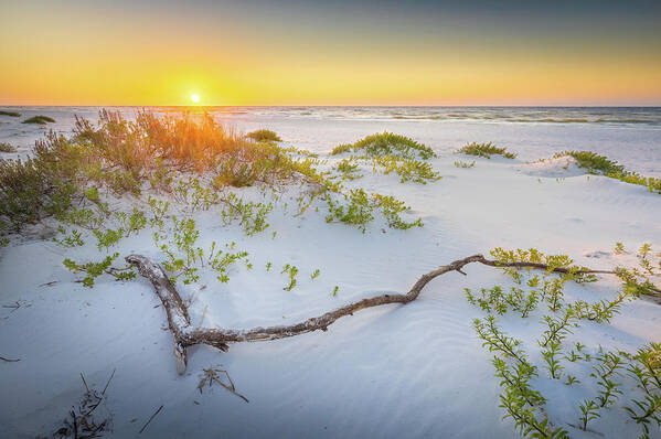 Beach Poster featuring the photograph Sunrise And Driftwood At The Gulf Islands National Seashore by Jordan Hill