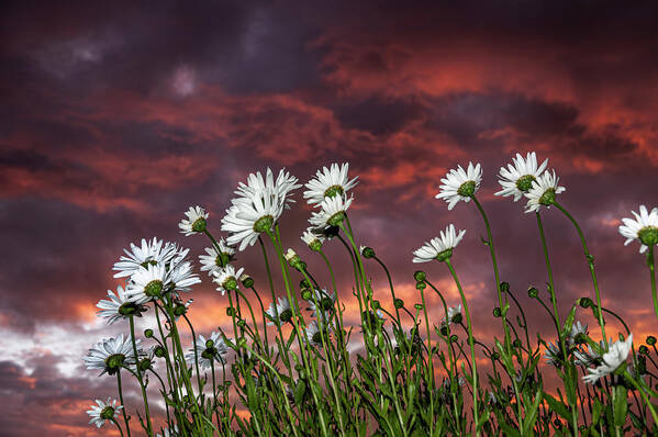 Sunset Poster featuring the photograph Sunset and Daisies by Robert Potts