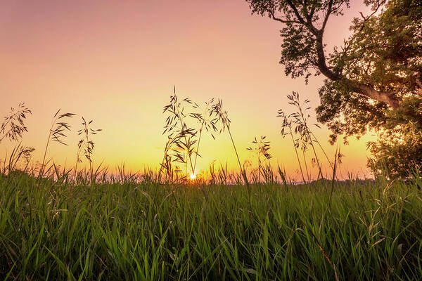 Trexler Poster featuring the photograph Sunset Through the High Grass by Jason Fink