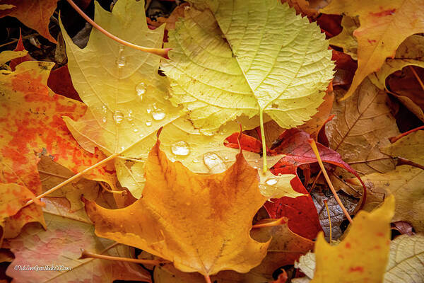 Leaves In Fall Poster featuring the photograph Sunshine and Rain Drops Fall Magic by LeeAnn McLaneGoetz McLaneGoetzStudioLLCcom