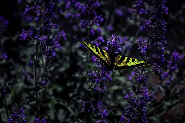 Western Swallowtail Poster featuring the photograph Sunshine, Freedom and a Flower by Laura Putman