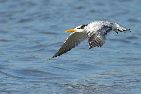 Royal Tern Poster featuring the photograph Super Glide by RD Allen