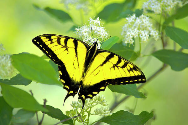 Swallowtail Butterfly Poster featuring the photograph Swallowtail Butterfly Feeding on Flowers by Christina Rollo