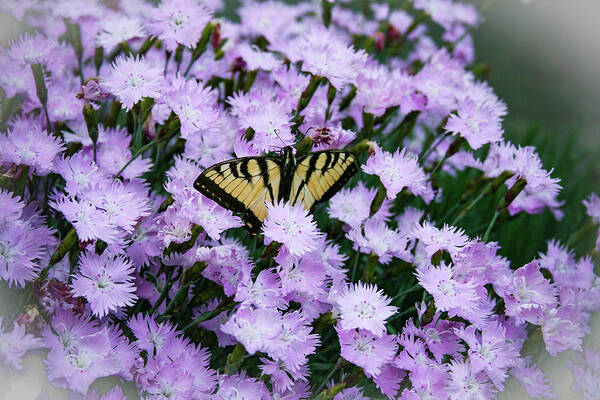 Swallowtail Poster featuring the photograph Swallowtail in the Pinks by Kristin Hatt