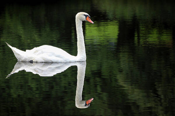 Petoskey Poster featuring the photograph Swan at Spring Lake by Robert Carter