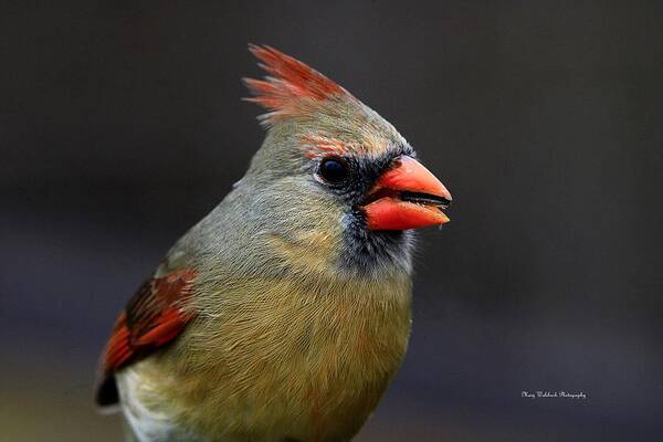Female Cardinal Poster featuring the photograph Sweet Cardinal by Mary Walchuck