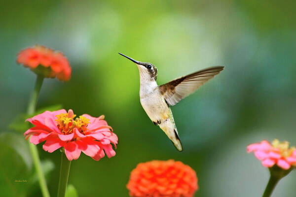 Hummingbird Poster featuring the photograph Sweet Promise Hummingbird by Christina Rollo