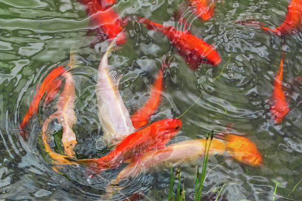 Goldfish Poster featuring the photograph Swirling Goldfish by Kathleen Bishop