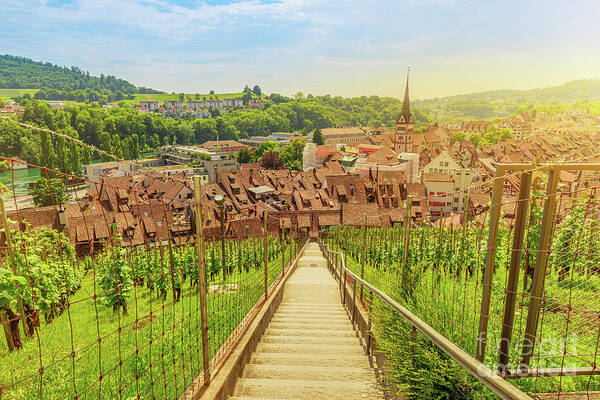 Schaffhausen Poster featuring the photograph Swiss Vineyards of Schaffhausen by Benny Marty