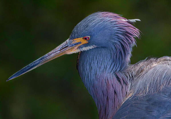 Heron Poster featuring the photograph Take My Photo by Les Greenwood