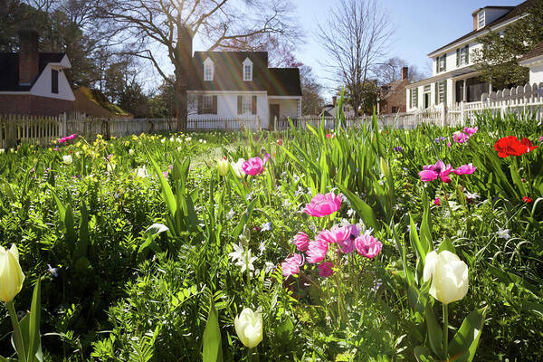 Colonial Williamsburg Poster featuring the photograph Taliaferro-Cole Garden in March by Rachel Morrison
