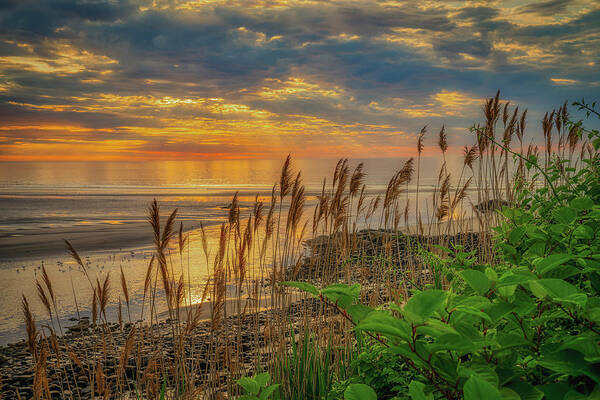 Reeds Poster featuring the photograph Tall Grasses of Marginal Way by Penny Polakoff