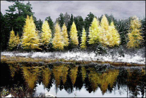 Snow Poster featuring the photograph Tamarack Under a Painted Sky by Wayne King