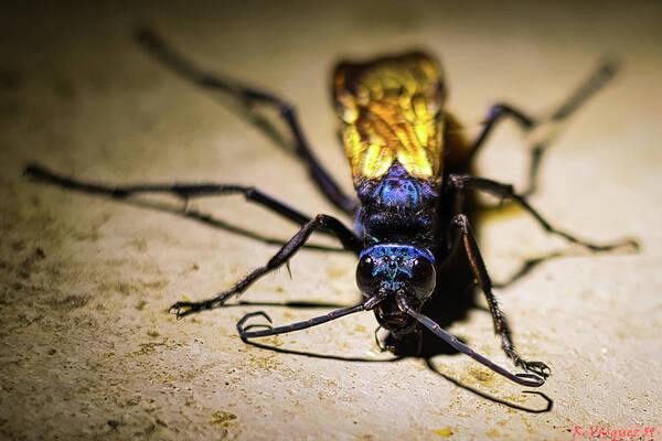 Tarantula Poster featuring the photograph Tarantula Hawk by Rene Vasquez