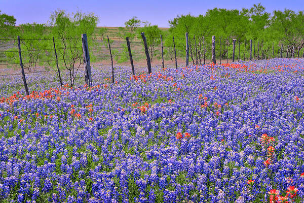 Texas Bluebonnets Poster featuring the photograph Texas Heaven -Bluebonnets Wildflowers Landscape by Jon Holiday