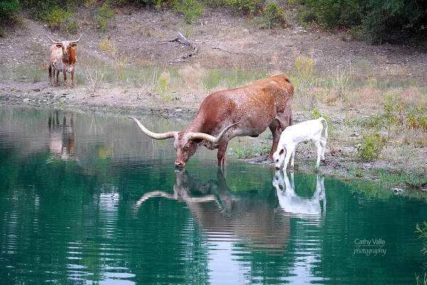 Texas Longhorn Canvas Wall Art Poster featuring the photograph Texas longhorn cattle print combo - 2 - Jewels by Cathy Valle