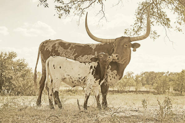 Texas Longhorn Cow Picture Poster featuring the photograph Texas longhorn cow and calf in Sepia by Cathy Valle