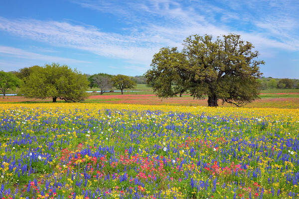 Atascosa County Poster featuring the photograph Texas Wildflowers on a Spring Afternoon 317 by Rob Greebon