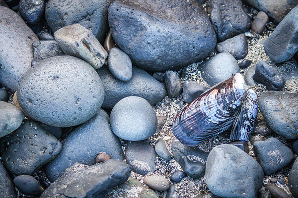 2016 Poster featuring the photograph The Blue Shore by Gerri Bigler