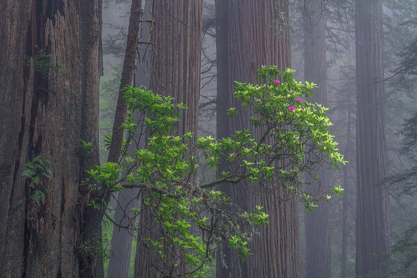 Redwoods Poster featuring the photograph Nature's perfection by Chuck Jason