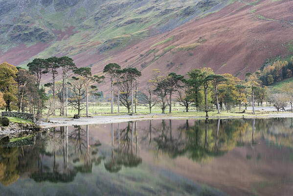 Cumbria Poster featuring the photograph The Buttermere Pines, Lake District, England, UK by Sarah Howard