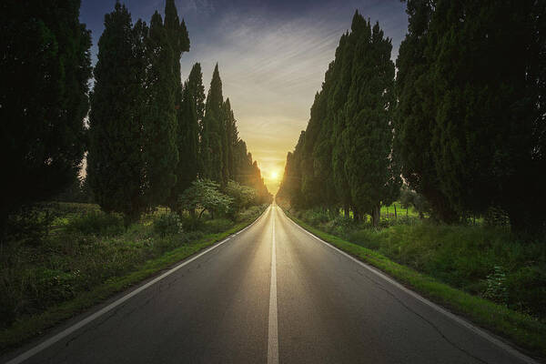 Bolgheri Poster featuring the photograph The cypress tree-lined avenue of Bolgheri by Stefano Orazzini